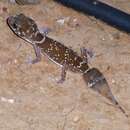 Image of Thick-tailed gecko