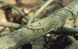 Image of Mottled Snake-eyed Skink