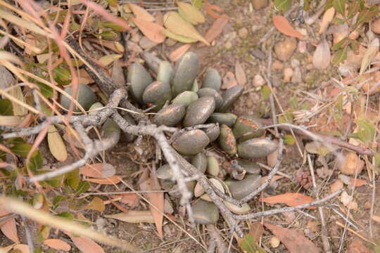 Image of Adromischus umbraticola C. A. Smith