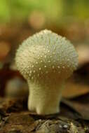 Imagem de Lycoperdon perlatum Pers. 1796