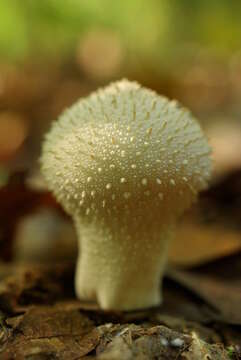 Imagem de Lycoperdon perlatum Pers. 1796