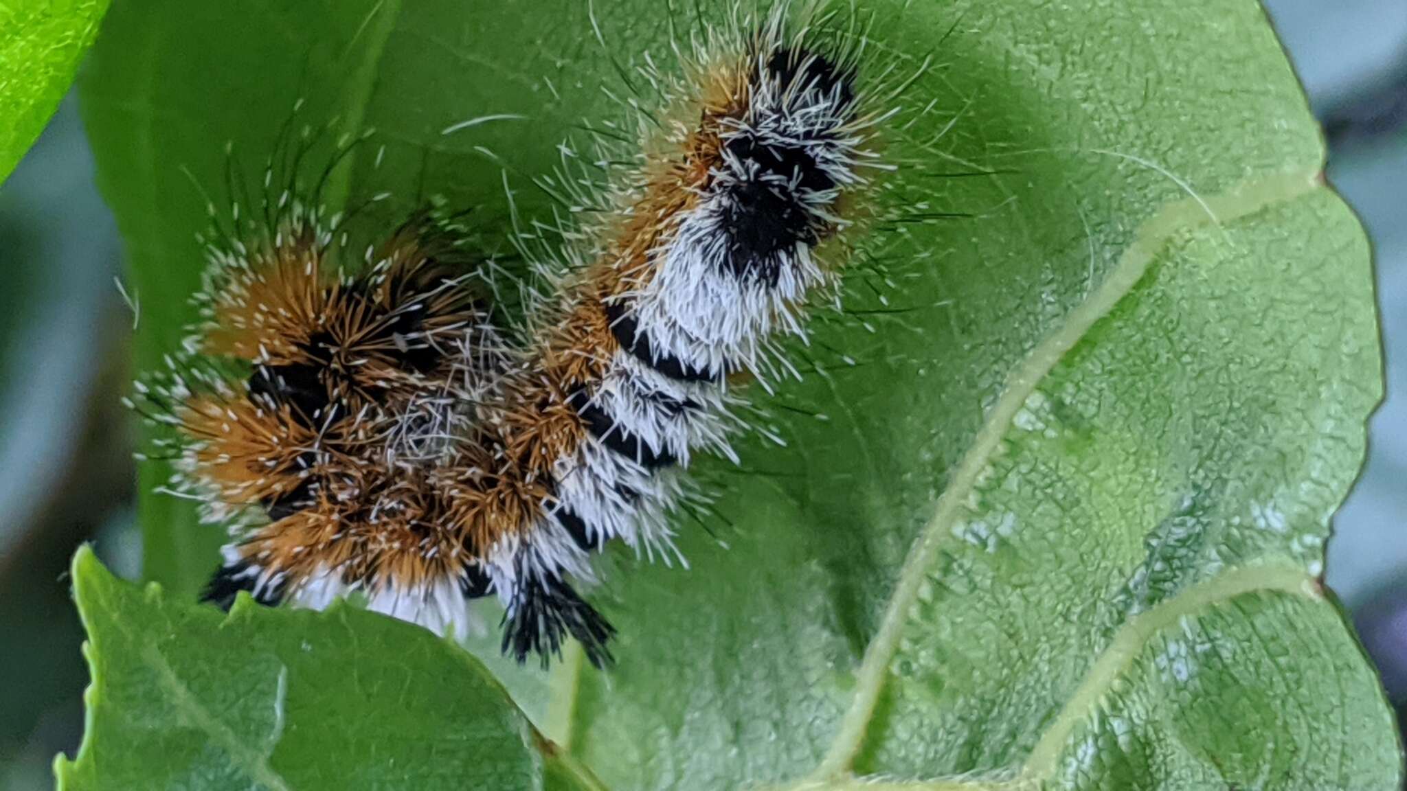 Acronicta hastulifera Smith & Abbot 1797的圖片