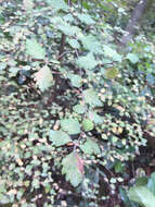 Image of Holodiscus discolor (Pursh) Maxim.