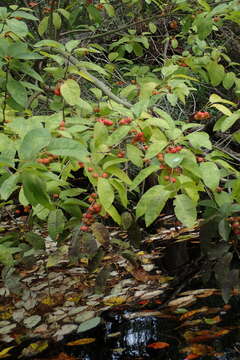 Слика од Ilex amelanchier M. A. Curt. ex Chapm.