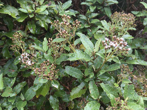 Imagem de Olearia macrodonta Baker