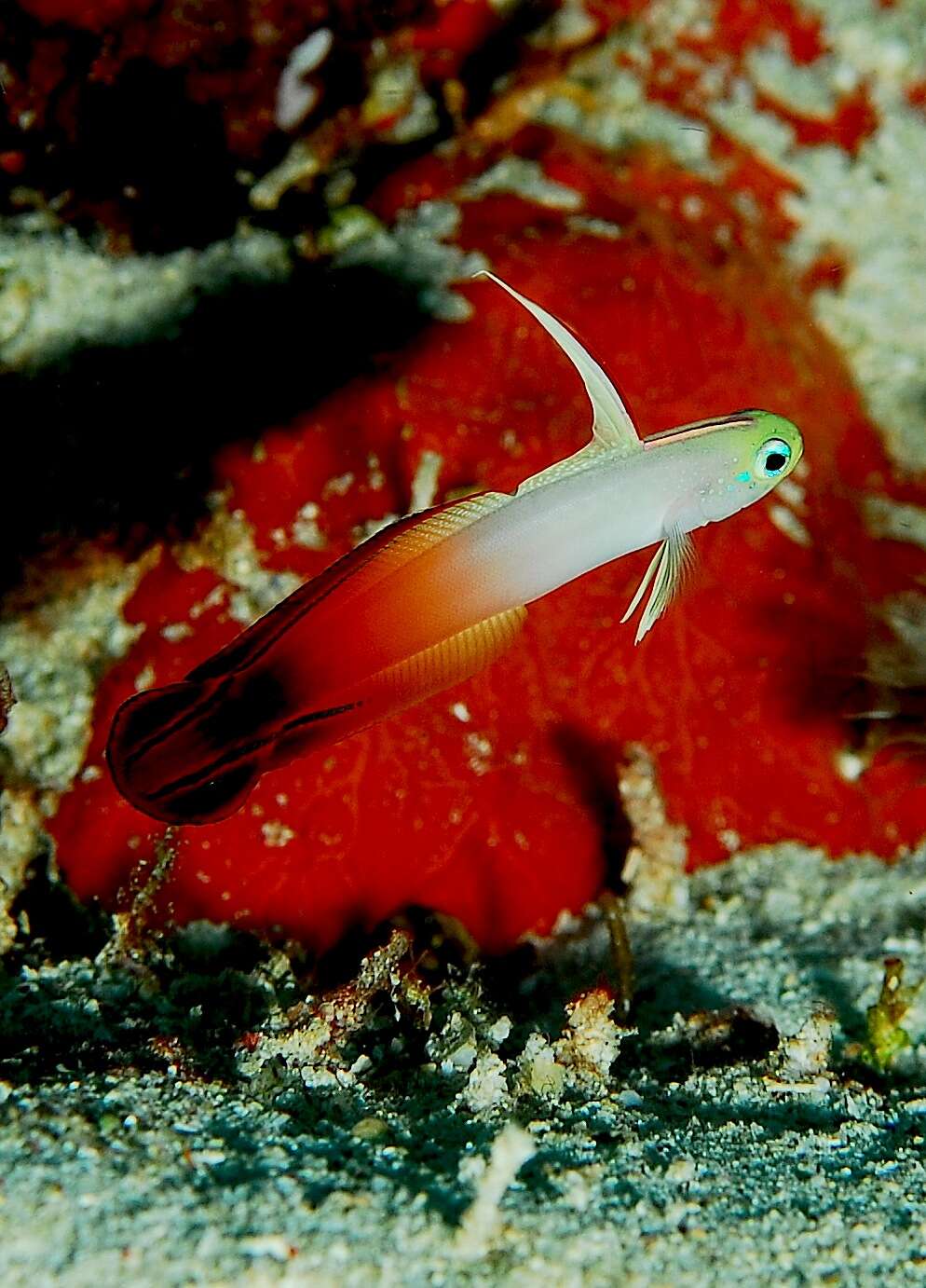 Image of Fire Dartfish