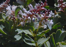 Image of Veronica albicans Petrie