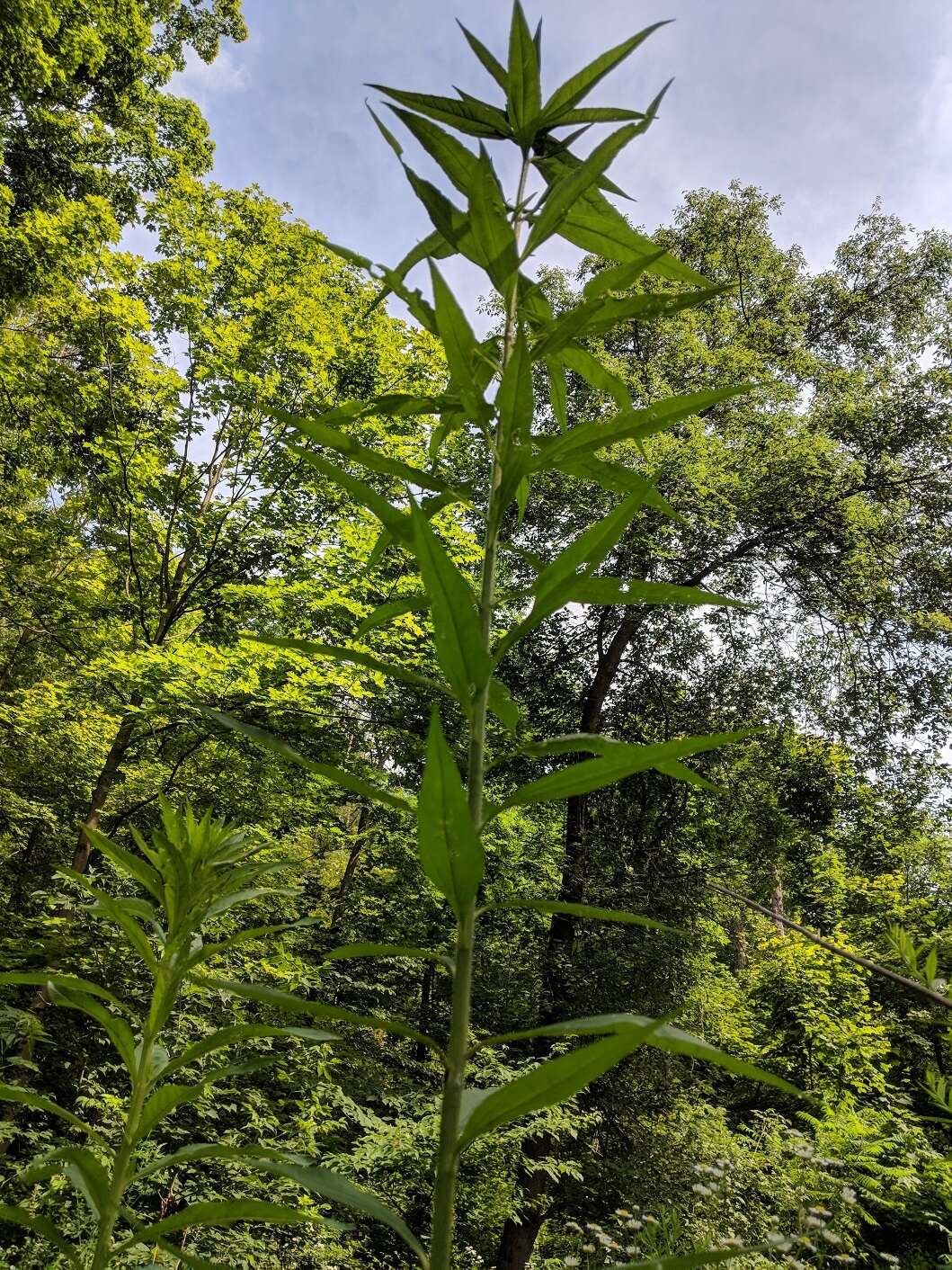 Image of giant sunflower