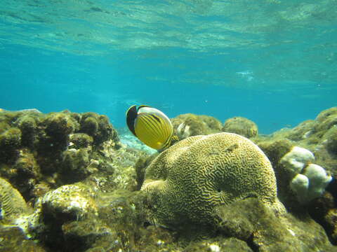 Image of Blacktail Butterflyfish