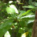 Image de Laurus novocanariensis Rivas Mart., Lousã, Fern. Prieto, E. Días, J. C. Costa & C. Aguiar