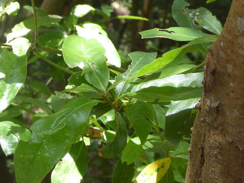 Image of Laurus novocanariensis Rivas Mart., Lousã, Fern. Prieto, E. Días, J. C. Costa & C. Aguiar