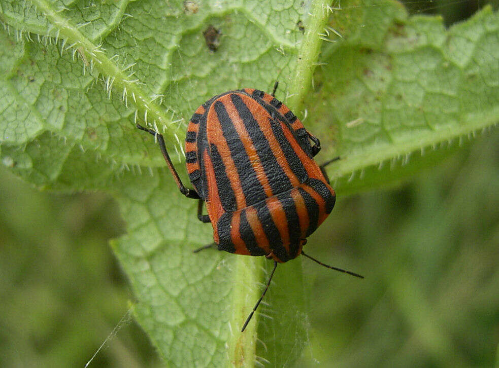 Image of <i>Graphosoma italicum</i>