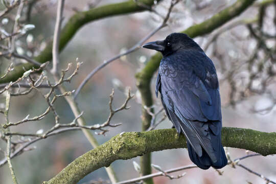 Image of Carrion Crow