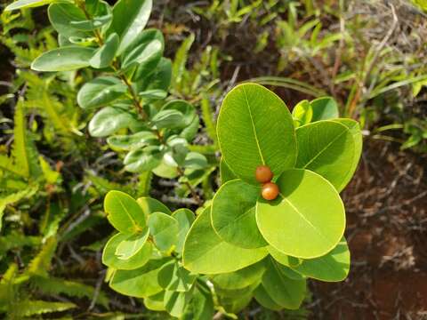 Image of Wikstroemia elliptica Merr.