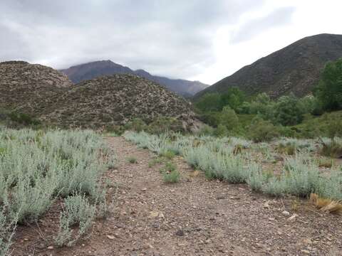 Image of Artemisia mendozana DC.