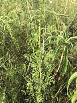 Plancia ëd Dalea multiflora (Nutt.) Shinners