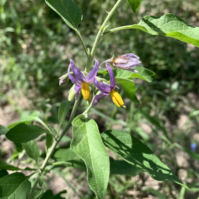 Image of Solanum tettense Klotzsch