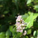 Image of Climbing Flower Cup