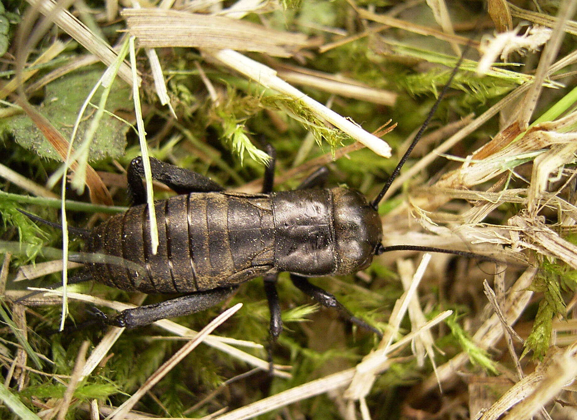 Image of Field cricket