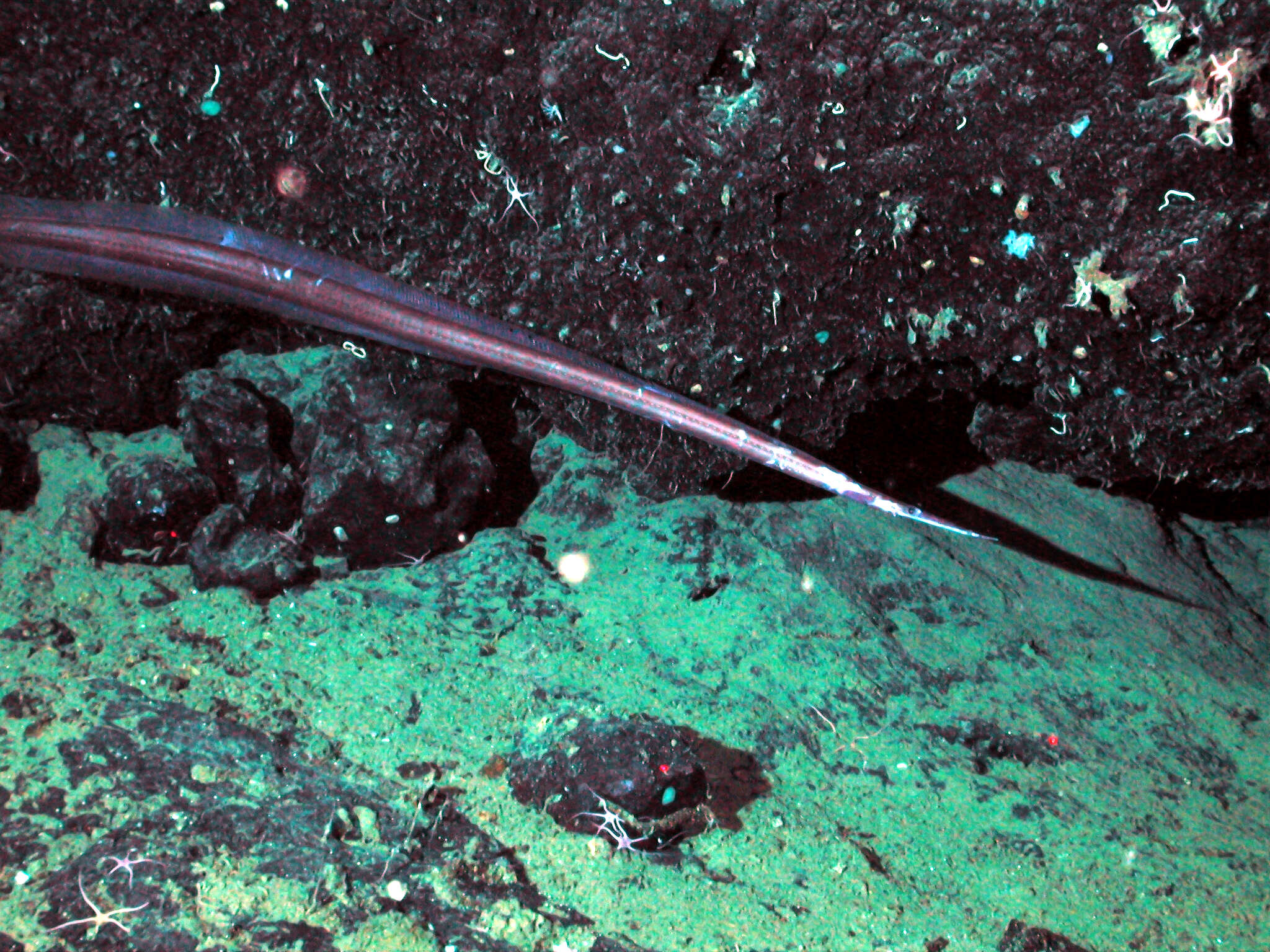 Image of Venefica tentaculata Garman 1899