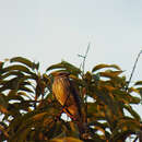 Image of Sulphur-bellied Flycatcher