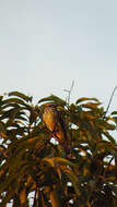 Image of Sulphur-bellied Flycatcher