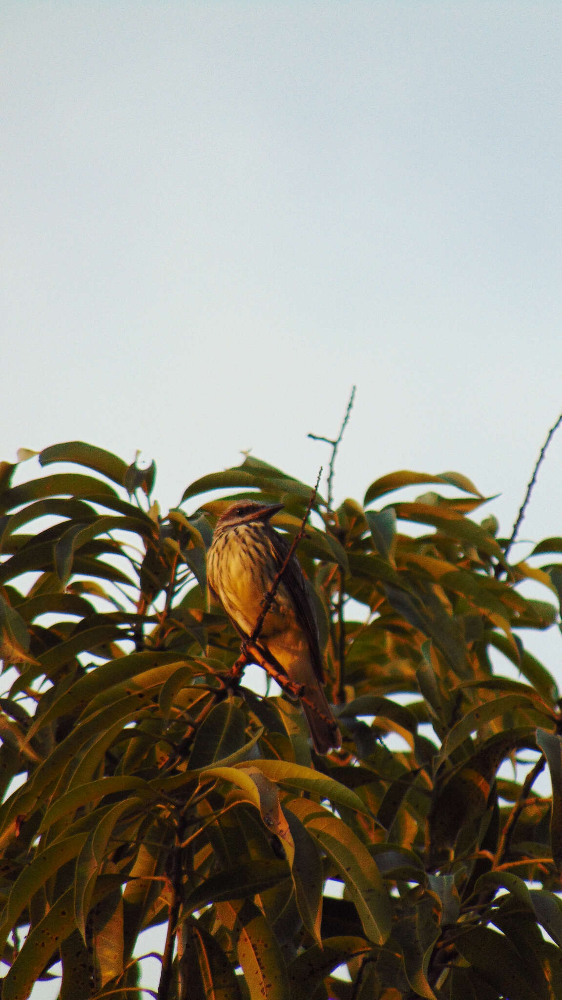 Image of Sulphur-bellied Flycatcher