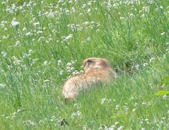 Imagem de Marmota sibirica (Radde 1862)