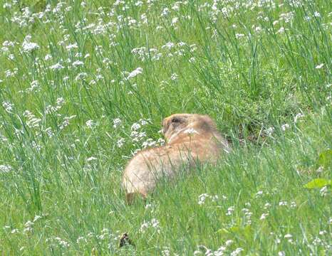 Imagem de Marmota sibirica (Radde 1862)