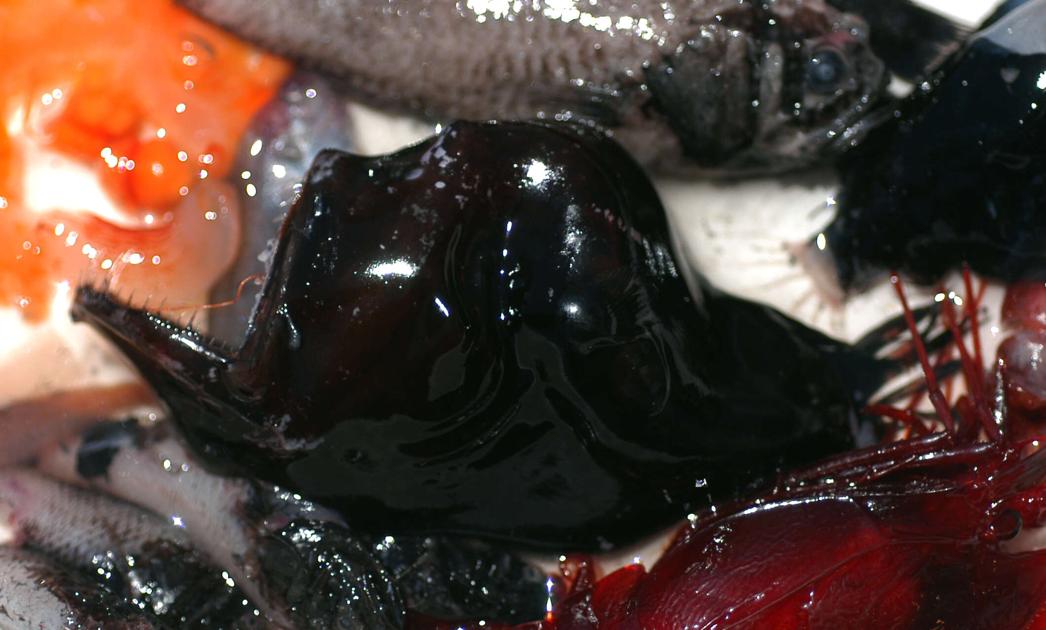 Image of black seadevils