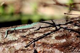 Plancia ëd Phelsuma mutabilis (Grandidier 1869)