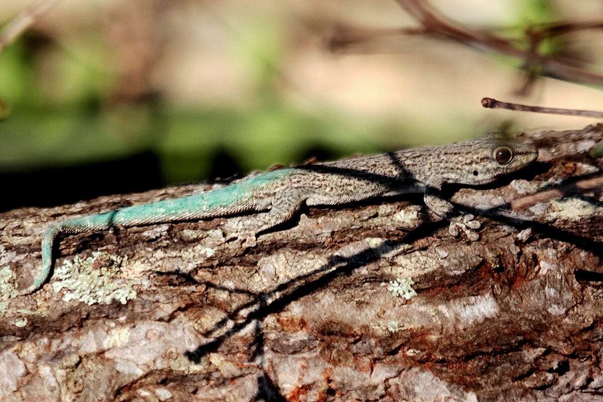 Plancia ëd Phelsuma mutabilis (Grandidier 1869)