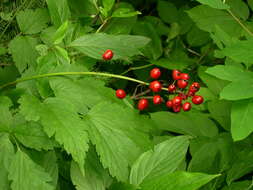 Image of baneberry