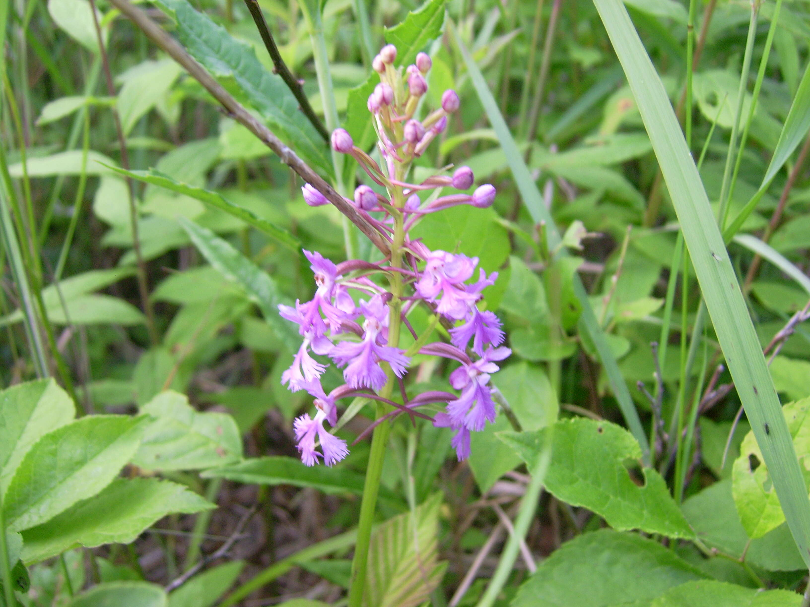 Image of Lesser purple fringed orchid