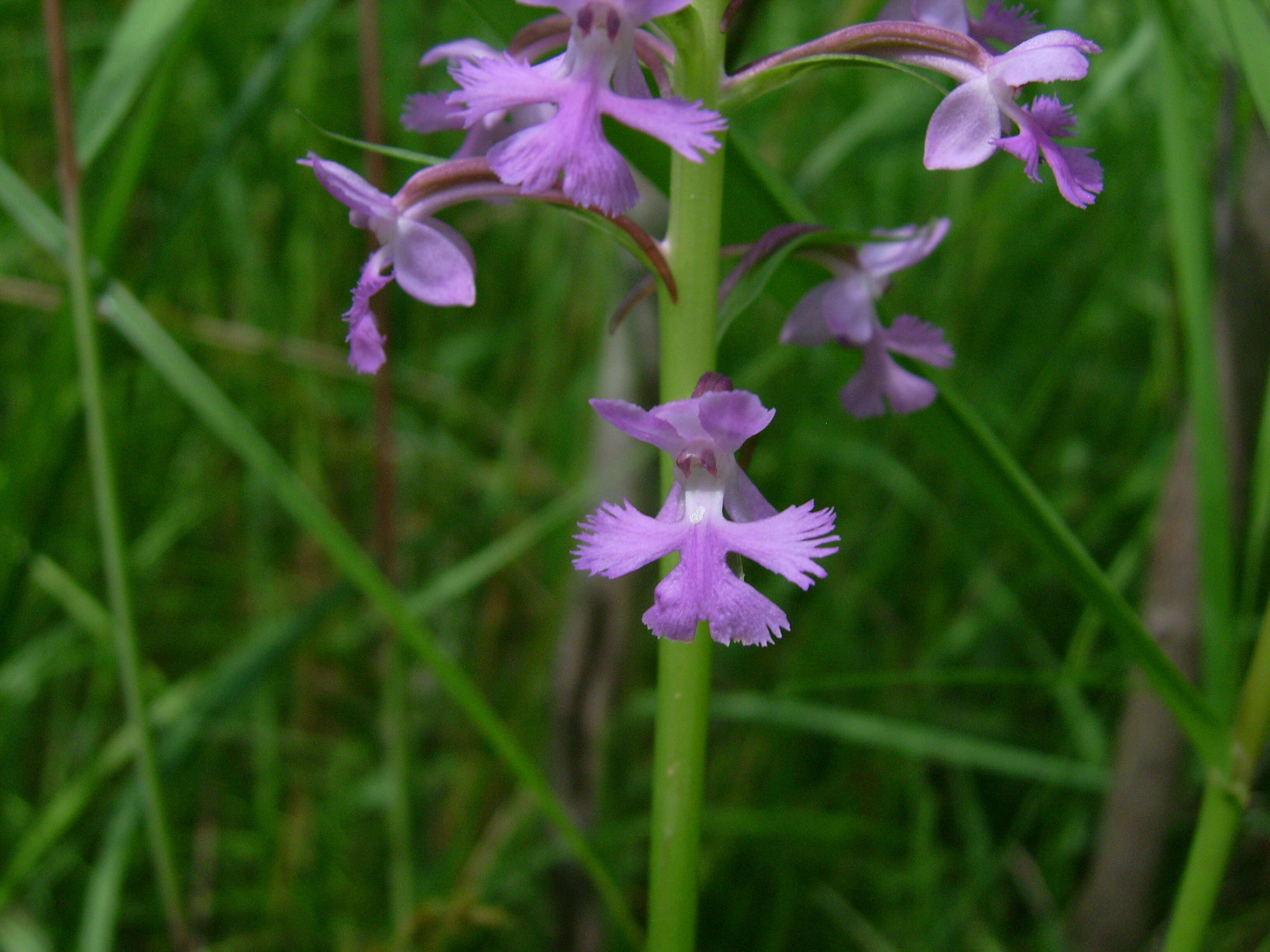 Image of Lesser purple fringed orchid