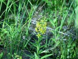 Image of earth loosestrife