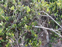 Image de Robsonodendron maritimum (Bolus) R. H. Archer