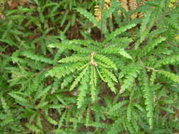 Image of sweet fern