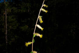Image of Brickellia secundiflora (Lag.) A. Gray