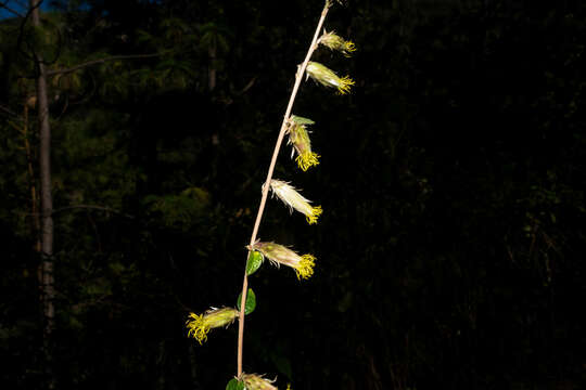 Image de Brickellia secundiflora (Lag.) A. Gray