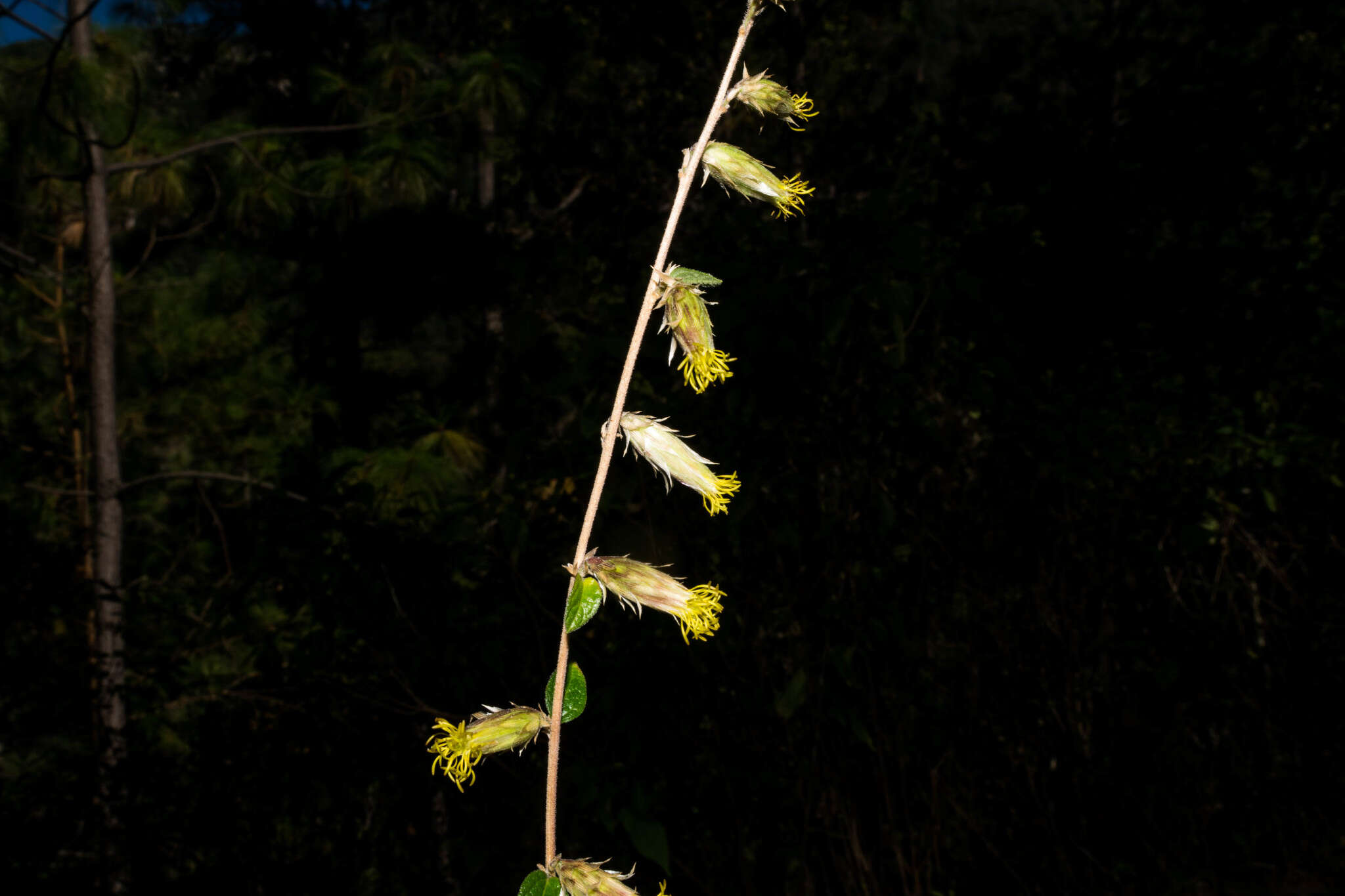 Brickellia secundiflora (Lag.) A. Gray的圖片