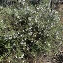 Prostanthera arapilensis M. L. Williams, Drinnan & N. G. Walsh resmi