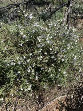 Image of Arapiles Mint-bush
