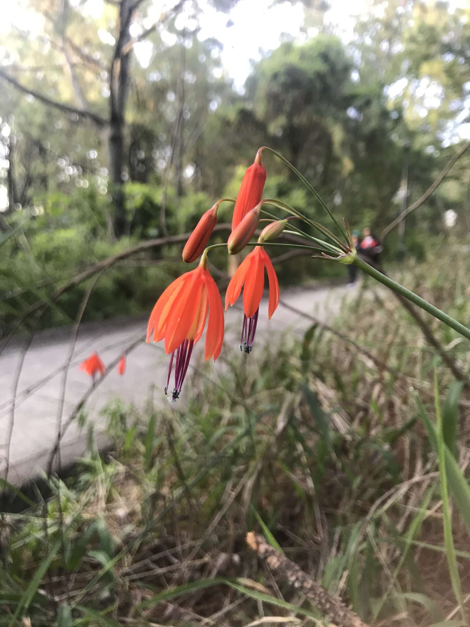 Imagem de Bessera elegans Schult. fil.