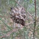 Image of Hakea propinqua A. Cunn.