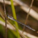 Image of Ischnura heterosticta (Burmeister 1839)