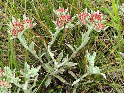 Image de Helichrysum spiralepis Hilliard & Burtt