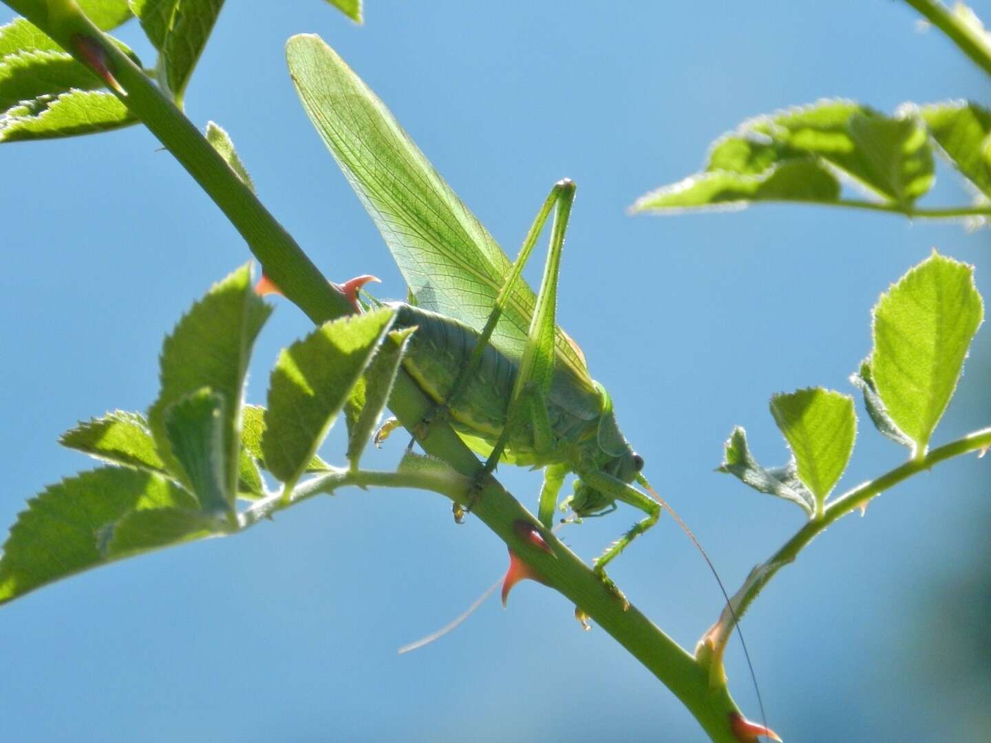 Image of Great green bushcricket