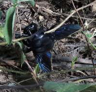 Xylocopa fimbriata Fabricius 1804 resmi