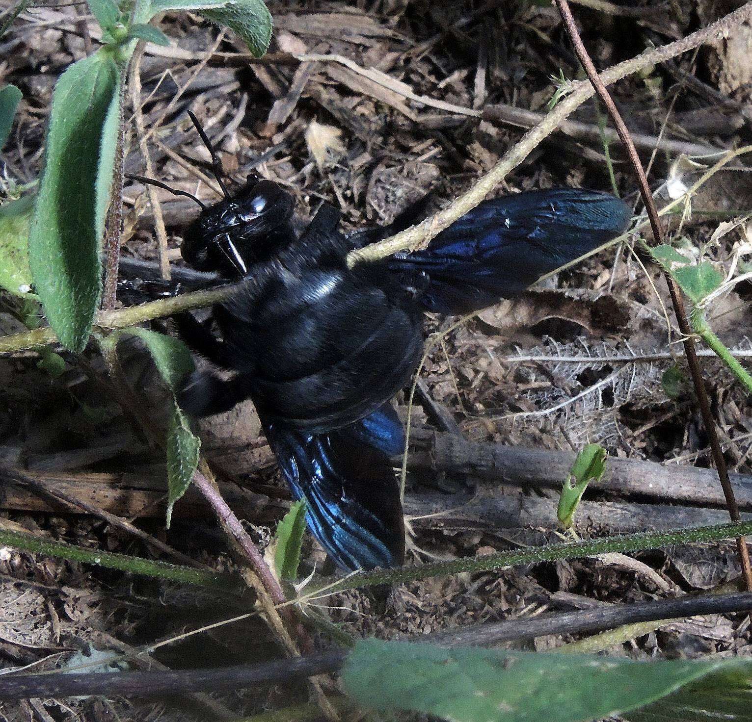 Plancia ëd Xylocopa fimbriata Fabricius 1804